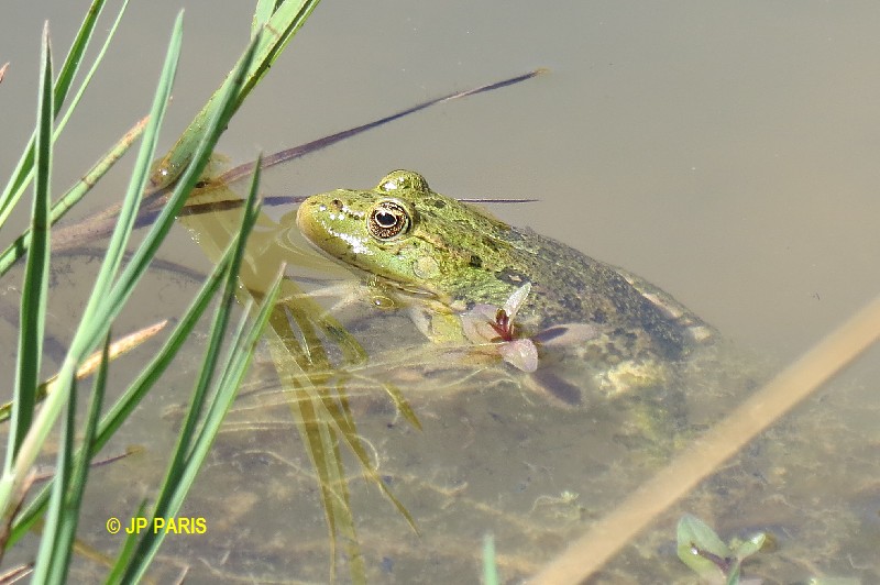 Edible Frog