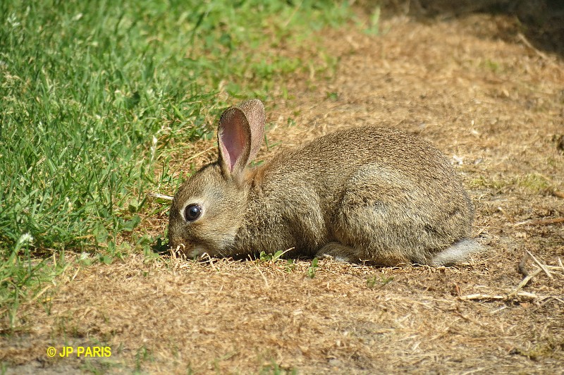 European rabbit