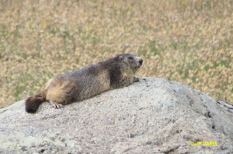 Marmotte d'Europe