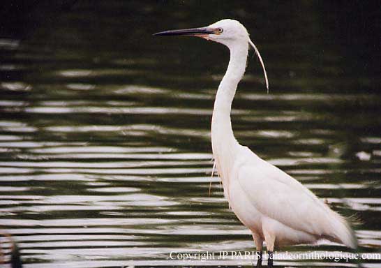 Egretta garzetta