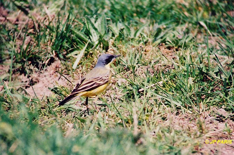Motacilla flava
