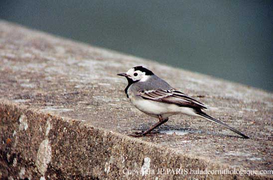 Motacilla alba