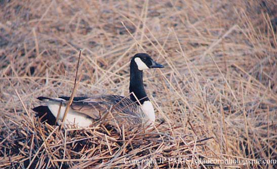 Branta canadensis