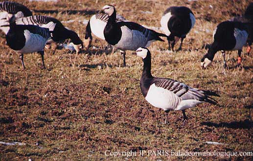 Branta leucopsis