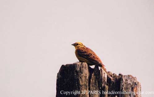 Emberiza citrinella