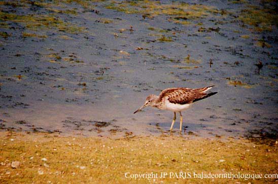 Tringa nebularia