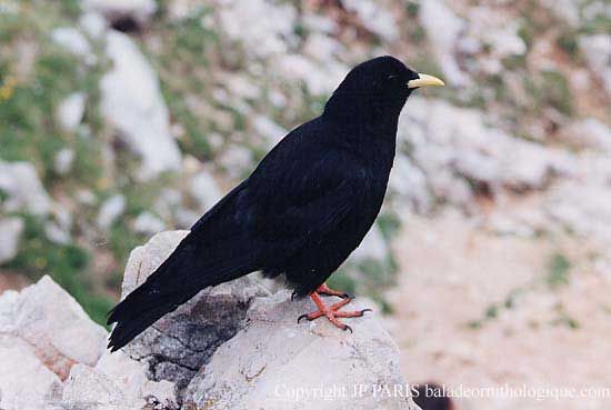Pyrrhocorax graculus