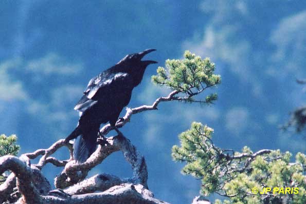 Corvus corax