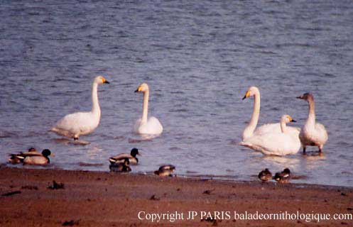 Cygne siffleur
