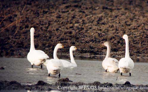 Cygnus cygnus