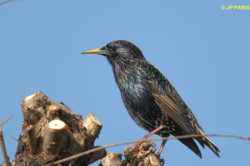 Sturnus vulgaris