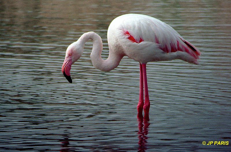 Phoenicopterus roseus
