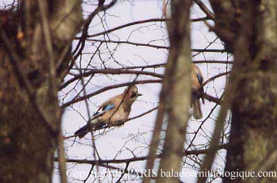 Garrulus glandarius