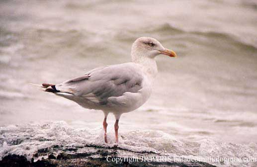 Larus argentatus