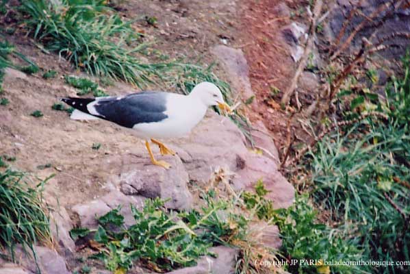 Larus fuscus