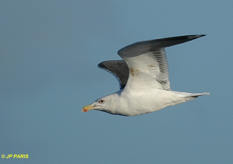 Larus marinus