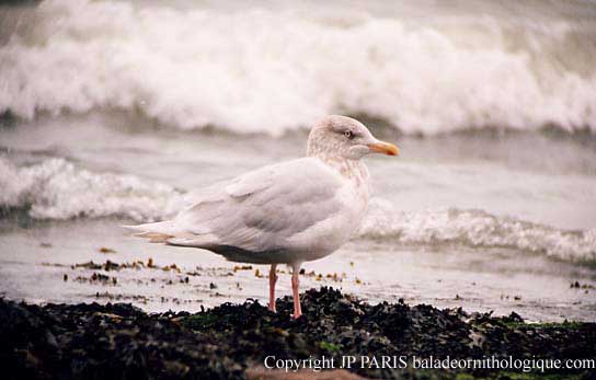 Larus hyperboreus