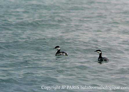 Podiceps auritus