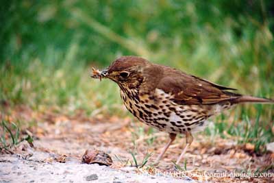 Turdus philomelos