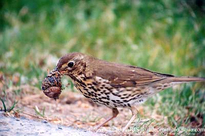 Turdus philomelos