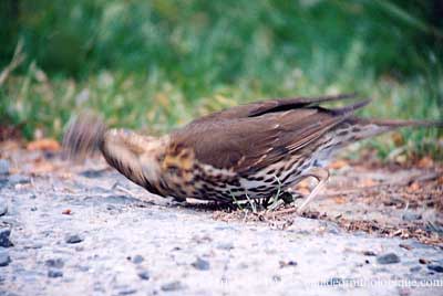 Turdus philomelos