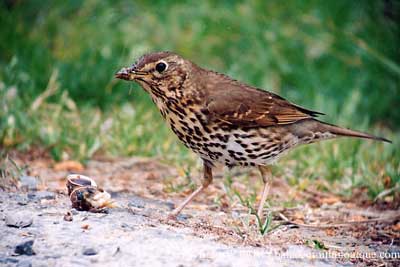 Turdus philomelos