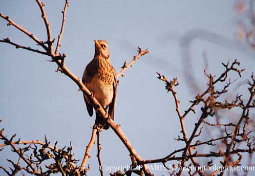 Turdus pilaris