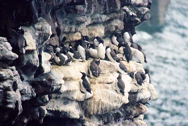 Uria aalge