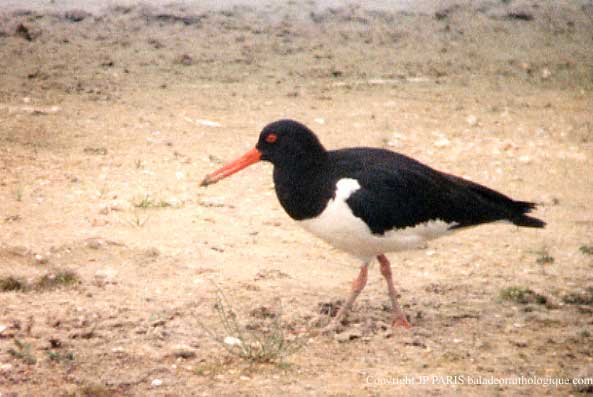 Haematopus ostralegus