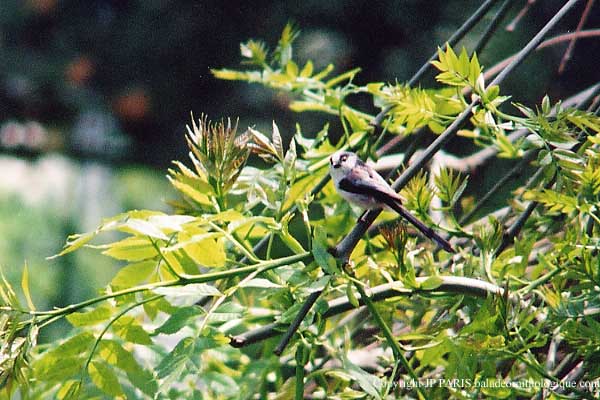 Aegithalos caudatus