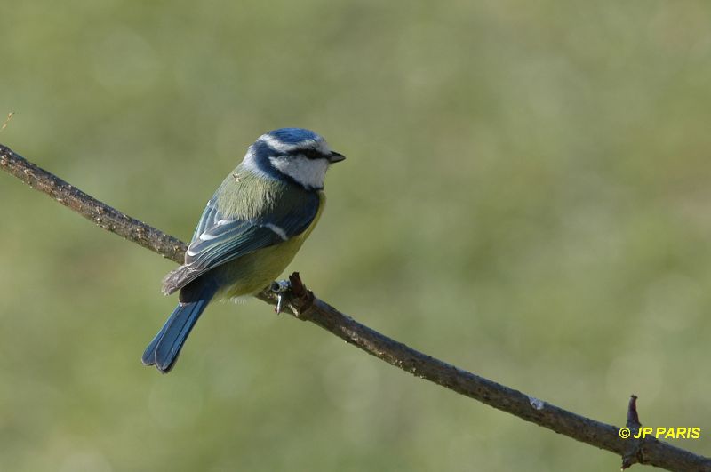 Cyanistes caeruleus