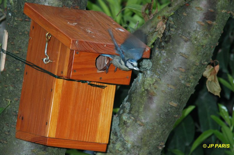 Cyanistes caeruleus