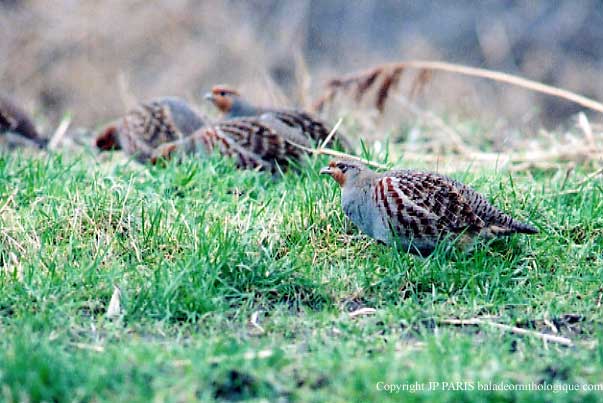 Perdix perdix