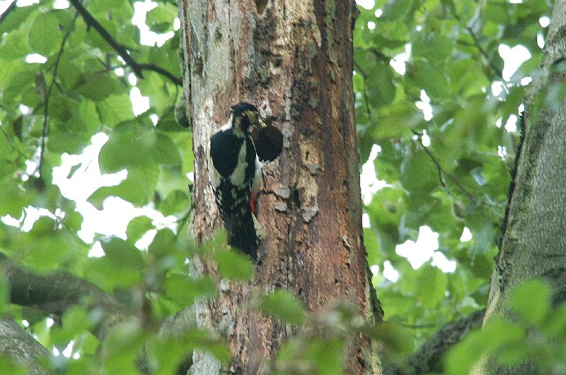 Dendrocopos major