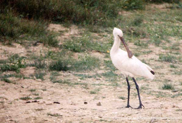 Platalea leucorodia