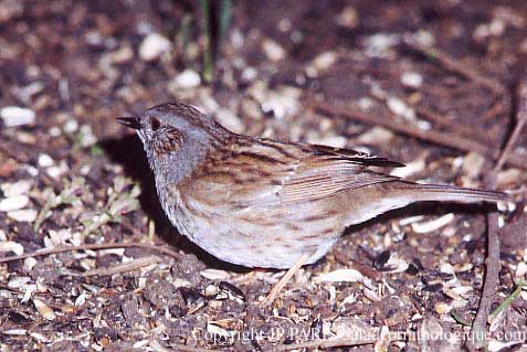 Prunella modularis