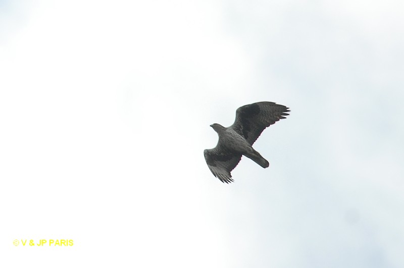 Aquila fasciata