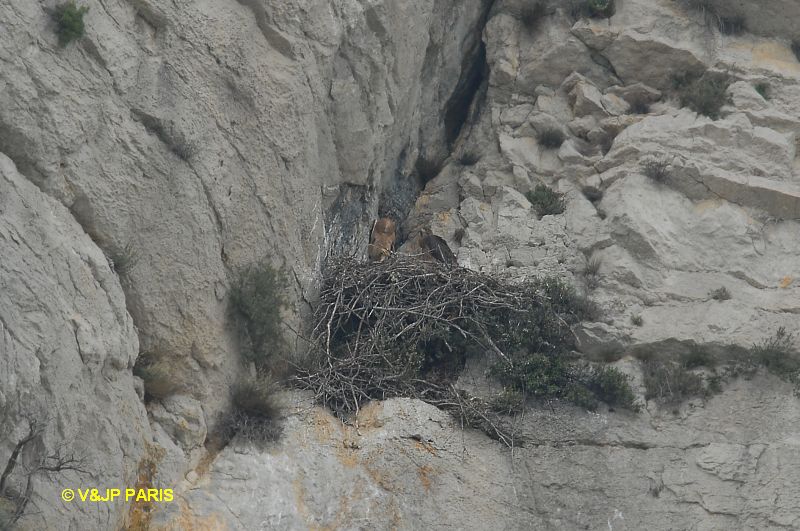Aquila fasciata