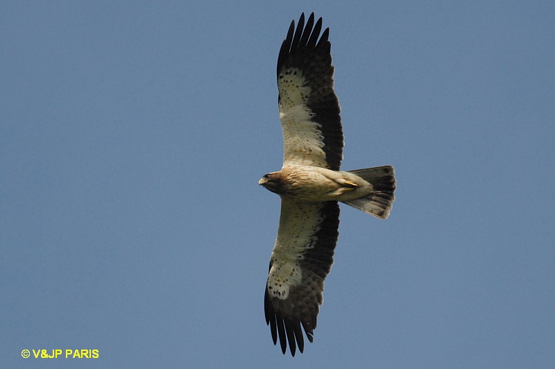 Hieraaetus pennatus