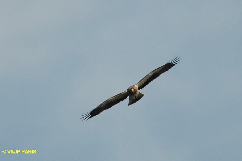 Hieraaetus pennatus
