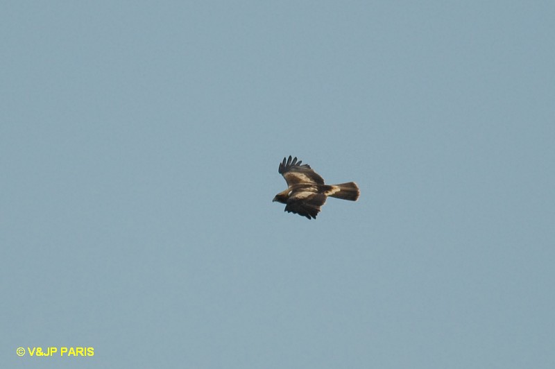 Hieraaetus pennatus