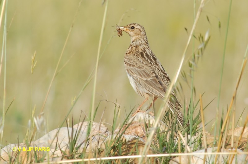 Alauda arvensis