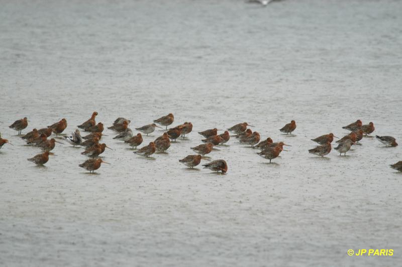 Limosa limosa