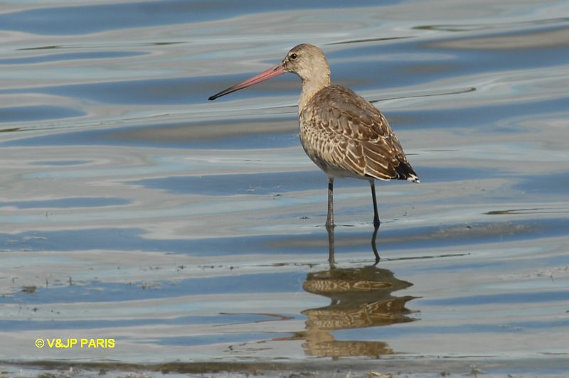 Limosa limosa