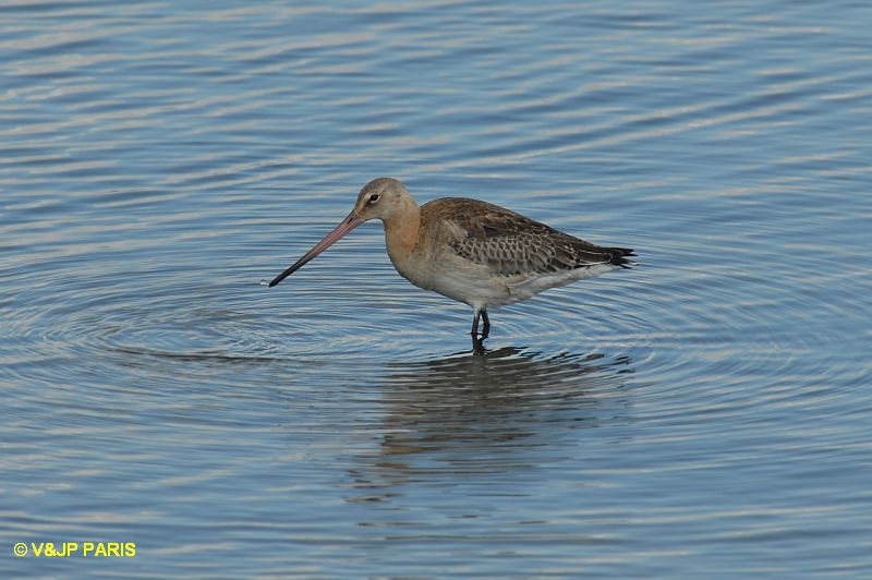 Limosa limosa