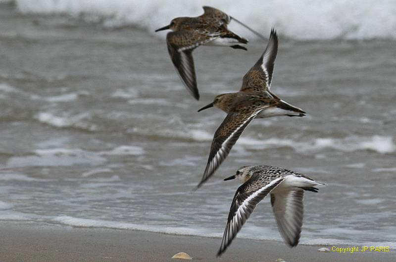 Calidris alpina