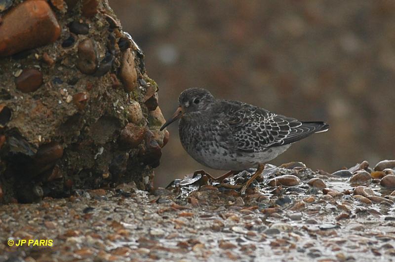 Calidris maritima