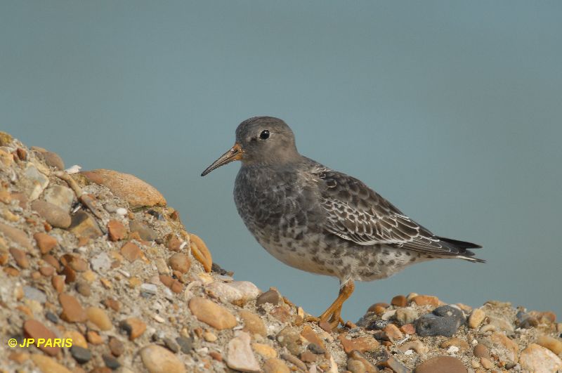 Calidris maritima