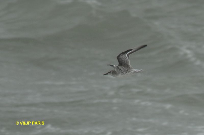 Calidris canutus