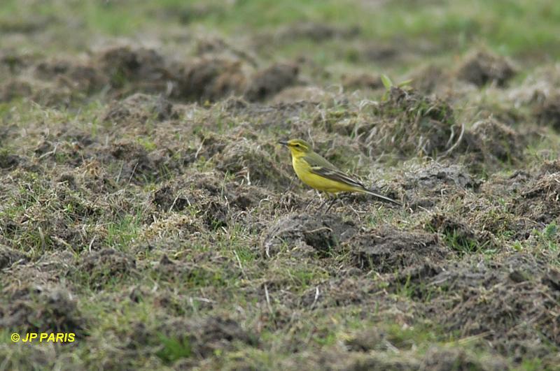 Motacilla flava